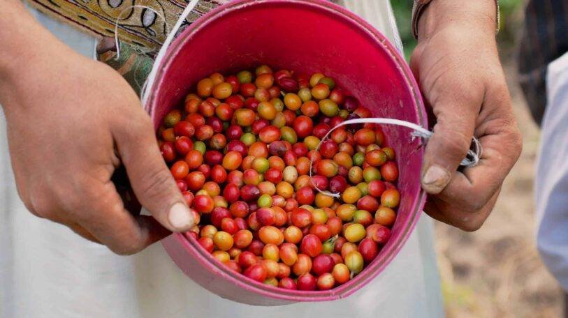 «فارس الشيباني» و «الكنز اليمني»