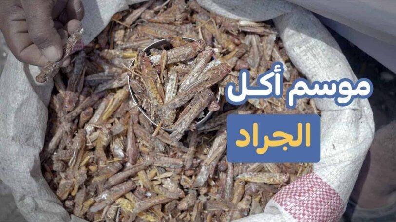 فيديو | كيف يتعامل اليمنيون مع أسراب الجراد الغازية؟