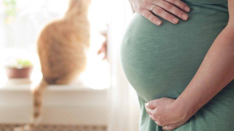 داء القطط … أكثر خطورة مما تظن!