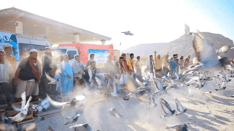 ماهي أدوار «الحمام الزاجل» في حرب «اليمن» المشتعلة؟